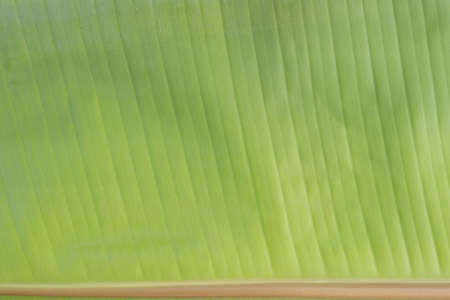 Closeup of green banana leaf textureの写真素材