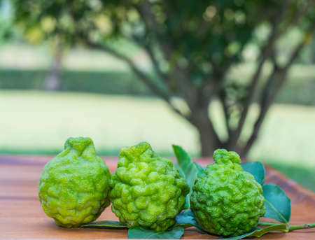 Bergamot green fruitの写真素材
