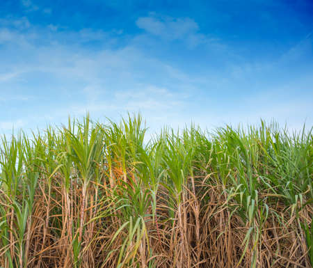Sugarcane field in blue skyの写真素材