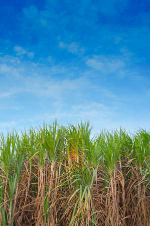 Sugarcane field in blue skyの写真素材