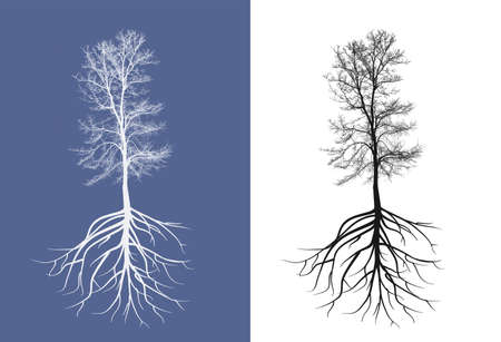 silhouette tree without leafの写真素材