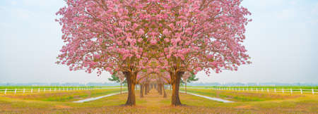 Beautiful Tabebuia rosea tree or pink poui, and rosy trumpet tree  pink flower blooming in gardenの写真素材
