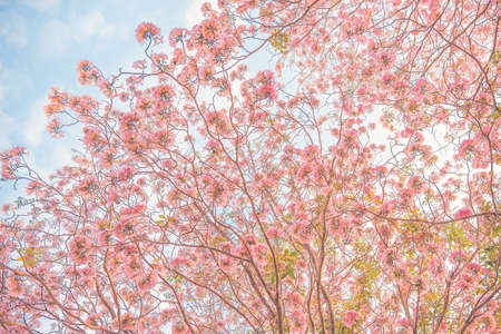 Beautiful Tabebuia rosea tree or pink poui, and rosy trumpet tree  pink flower blooming in gardenの写真素材