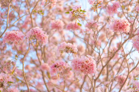 Beautiful Tabebuia rosea tree or pink poui, and rosy trumpet tree  pink flower blooming in gardenの写真素材