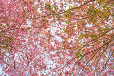 Beautiful Tabebuia rosea tree or pink poui, and rosy trumpet tree  pink flower blooming in gardenの写真素材