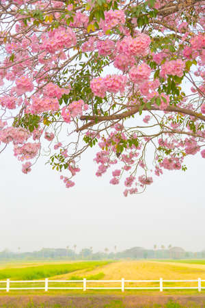 Beautiful Tabebuia rosea tree or pink poui, and rosy trumpet tree  pink flower blooming in gardenの写真素材