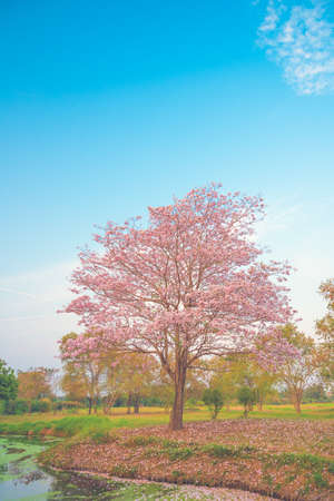 Beautiful Tabebuia rosea tree or pink poui, and rosy trumpet tree  pink flower blooming in gardenの写真素材