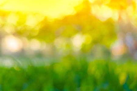 Abstract Green bokeh from tree and sunset color backgroundの写真素材