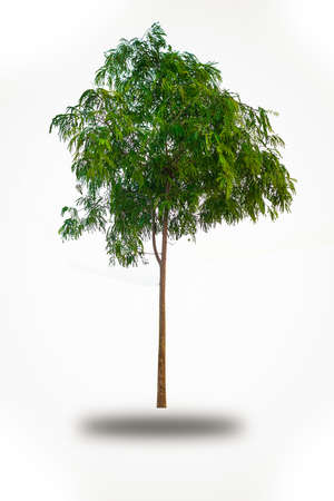 Small tree isolated on whiteの写真素材