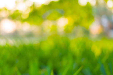 Abstract Green bokeh from tree and sunset color backgroundの写真素材