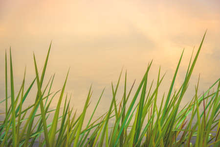 Beautiful Abstract Green Grass flowers on Riversideの写真素材