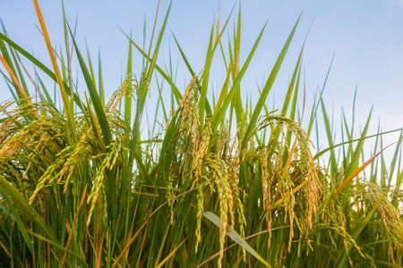 Rice spike in rice field in thailandの写真素材