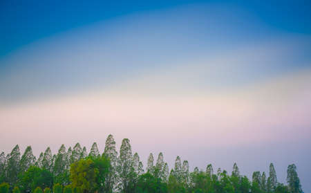 Beautiful Trees on blue skyの写真素材