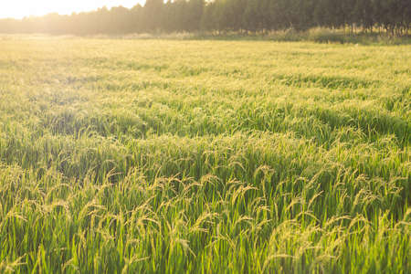 Rice spike in rice field in thailandの写真素材