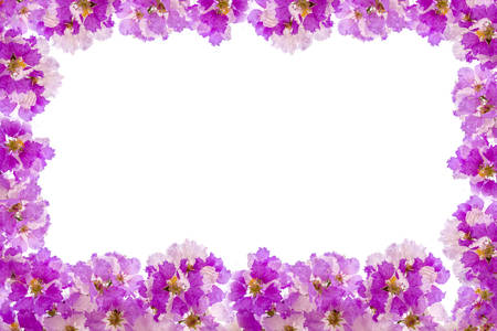 White & Pink flowers blooming background isolated on whiteの写真素材