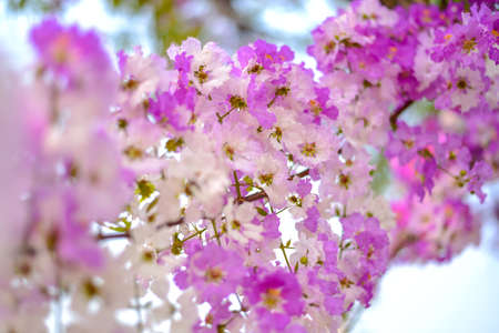 Beautiful White & Pink flowers blooming backgroundの写真素材