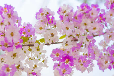 Beautiful White & Pink flowers blooming background