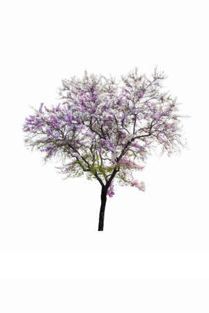 Giant tree isolated on white backgroundの写真素材