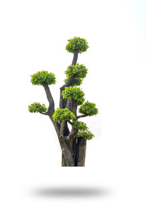Giant tree isolated on white backgroundの写真素材