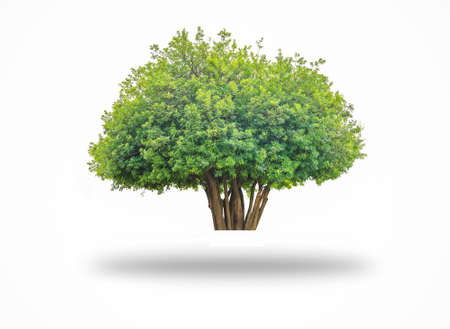 Bush tree isolated on white backgroundの写真素材