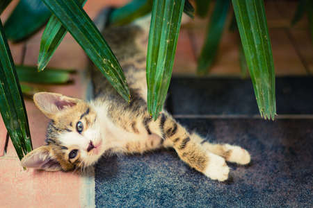 Cute little Cat sleep under the treesの写真素材