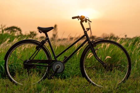Beautiful  Green Grass Wild Flowers and Vintage Bicycle at Sunsetの写真素材