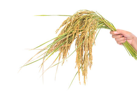 Golden rice spikes, rice isolated, Ears of riceの写真素材