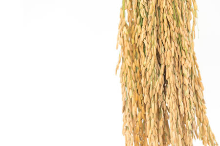 Golden rice spikes, rice isolated, Ears of riceの写真素材