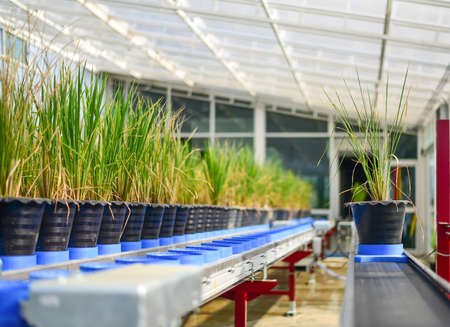 Rice Plant on conveyor beltの写真素材