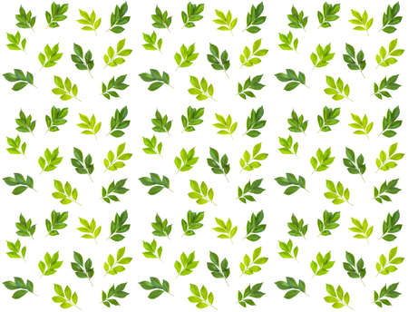 Green leaves pattern. Seamless Green Leavesの写真素材