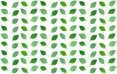 Green leaves pattern. Seamless Green Leavesの写真素材