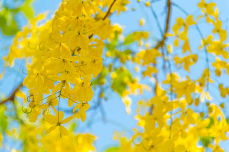 Golden shower tree, yellow flowers bloomingの写真素材
