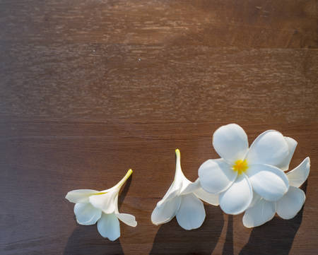 Beautiful white plumeria flowerの写真素材