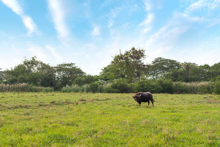Buffalo in the fieldの写真素材