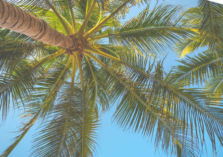 Top of coconut tree on blue skyの写真素材