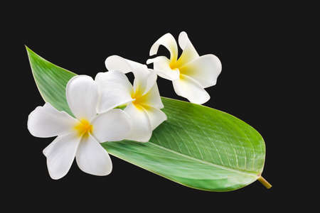 Beautiful white plumeria flowerの写真素材