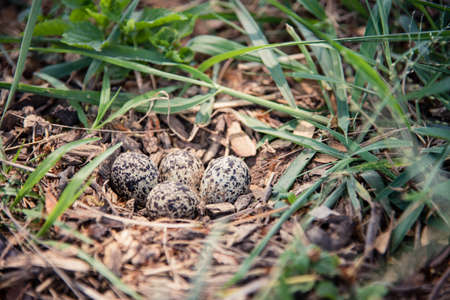 Nest of bird with eggs in the wildの写真素材