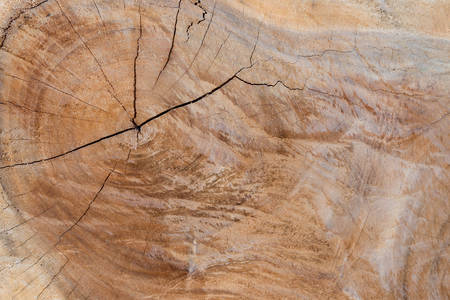 background of wooden cut textureの写真素材