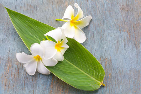 Beautiful white plumeria flowerの写真素材