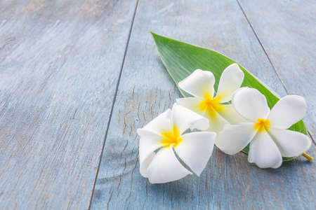 Beautiful white plumeria flowerの写真素材