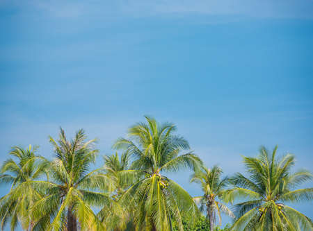 Coconut on blue skyの写真素材