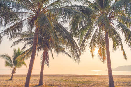 tropical beach, summer backgroundの写真素材