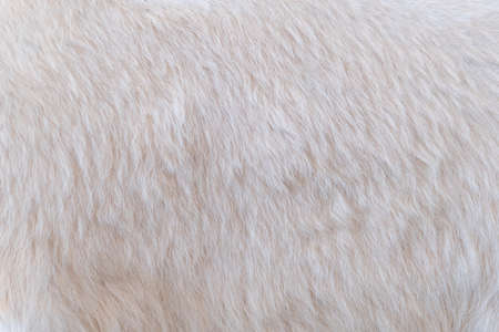 White fur texture