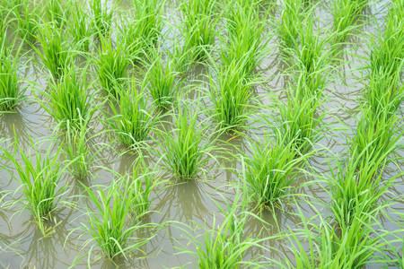Transplanted rice fieldsの写真素材