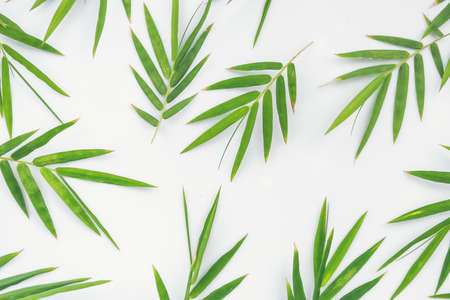 Bamboo leaves on white backgroundの写真素材