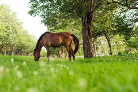 horse eating in green fieldの写真素材
