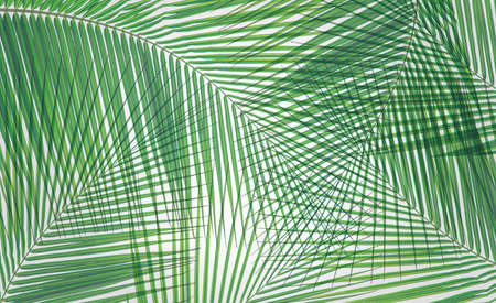 Leaves of palm or coconut tree textureの写真素材