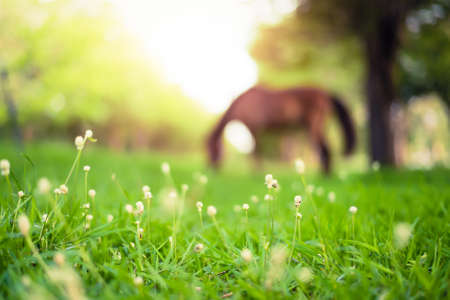 Soft focus beautiful meadow blur green backgroundの写真素材