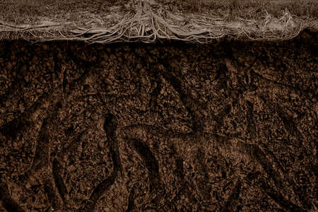 Soil root backgroundの写真素材