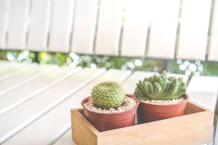 Cactus in pot on wood tableの写真素材